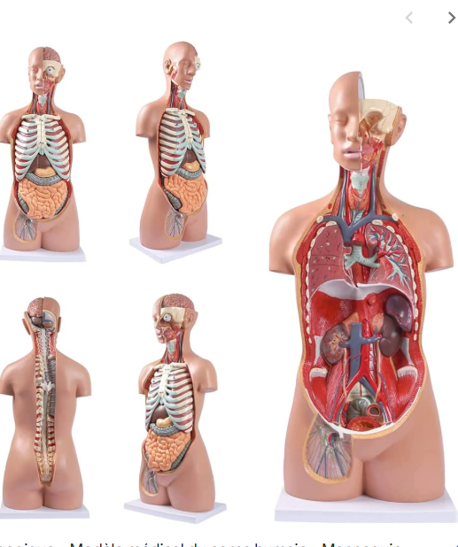 MANNEQUIN CORPS HUMAIN - ORGANES PLEINS – Image 3