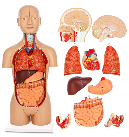 MANNEQUIN CORPS HUMAIN - ORGANES PLEINS – Image 4