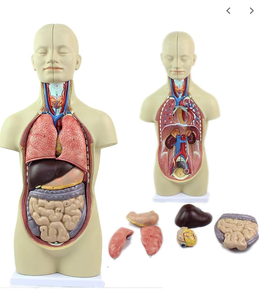 MANNEQUIN CORPS HUMAIN - ORGANES PLEINS – Image 5