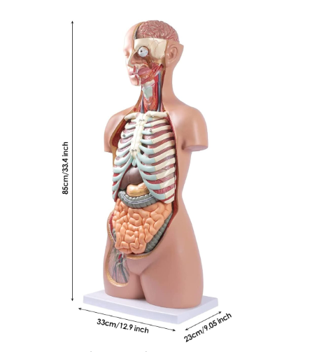 MANNEQUIN CORPS HUMAIN - ORGANES PLEINS – Image 2