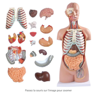 MANNEQUIN CORPS HUMAIN - ORGANES PLEINS
