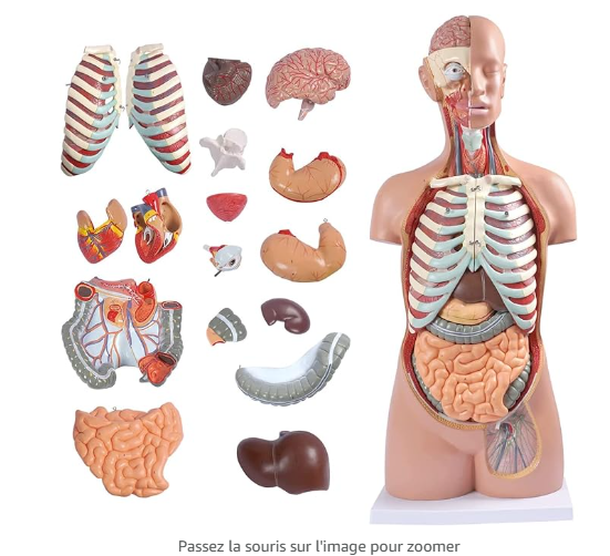 MANNEQUIN CORPS HUMAIN - ORGANES PLEINS