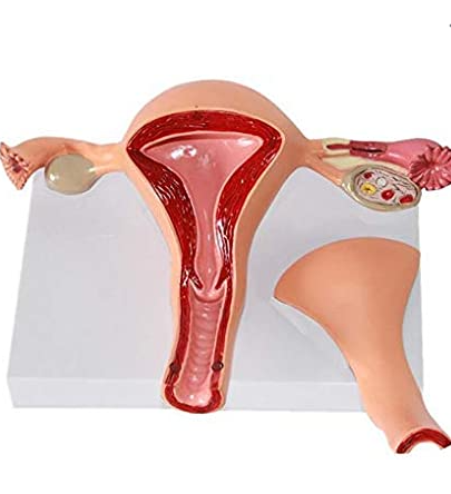 MANNEQUIN UTERUS ET ANNEXES