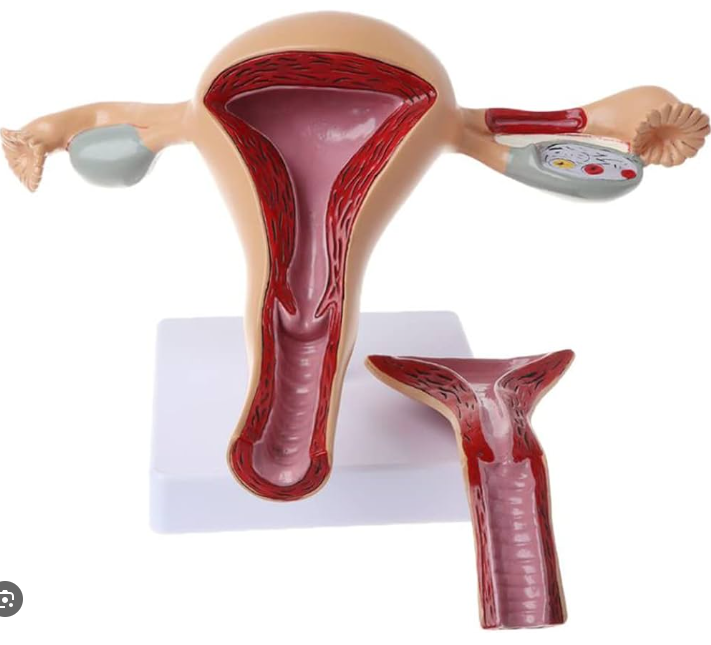 MANNEQUIN UTERUS ET ANNEXES – Image 4