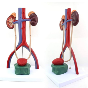 MANNEQUIN ARBRE URINAIRE