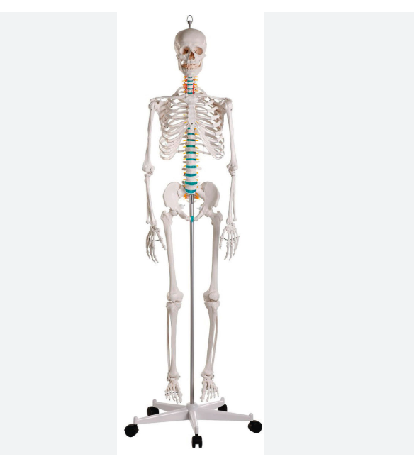 MANNEQUIN SQUELETTE – Image 2