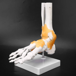 MANNEQUIN SQUELETTE DU PIEDS AVEC ARTICULATIONS ET LIGAMENTS