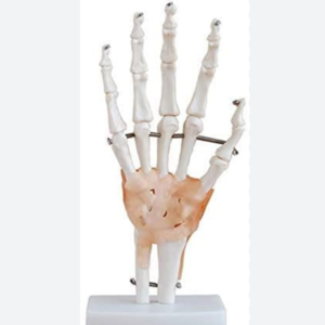 MANNEQUIN SQUELETTE DE LA MAIN AVEC LIGAMENTS