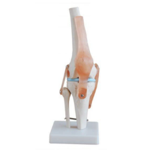 MANNEQUIN ARTICULATION DU GENOU