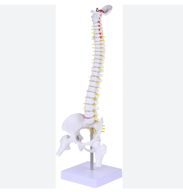 MANNEQUIN COLONNE VERTEBRALE – Image 3