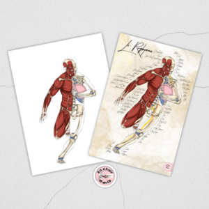 PLANCHE D'ANATOMIE DE FORMATION EN PAPIER POSTER