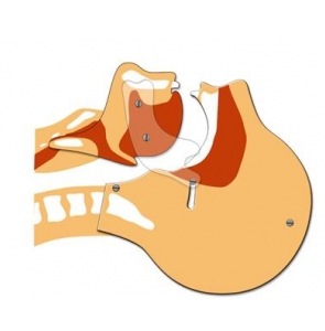 MANNEQUIN TETE ARTICULEE