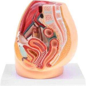 MANNEQUIN ANATOMIE FEMININE