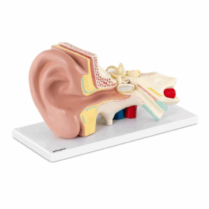 MANNEQUIN OREILLE HUMAINE