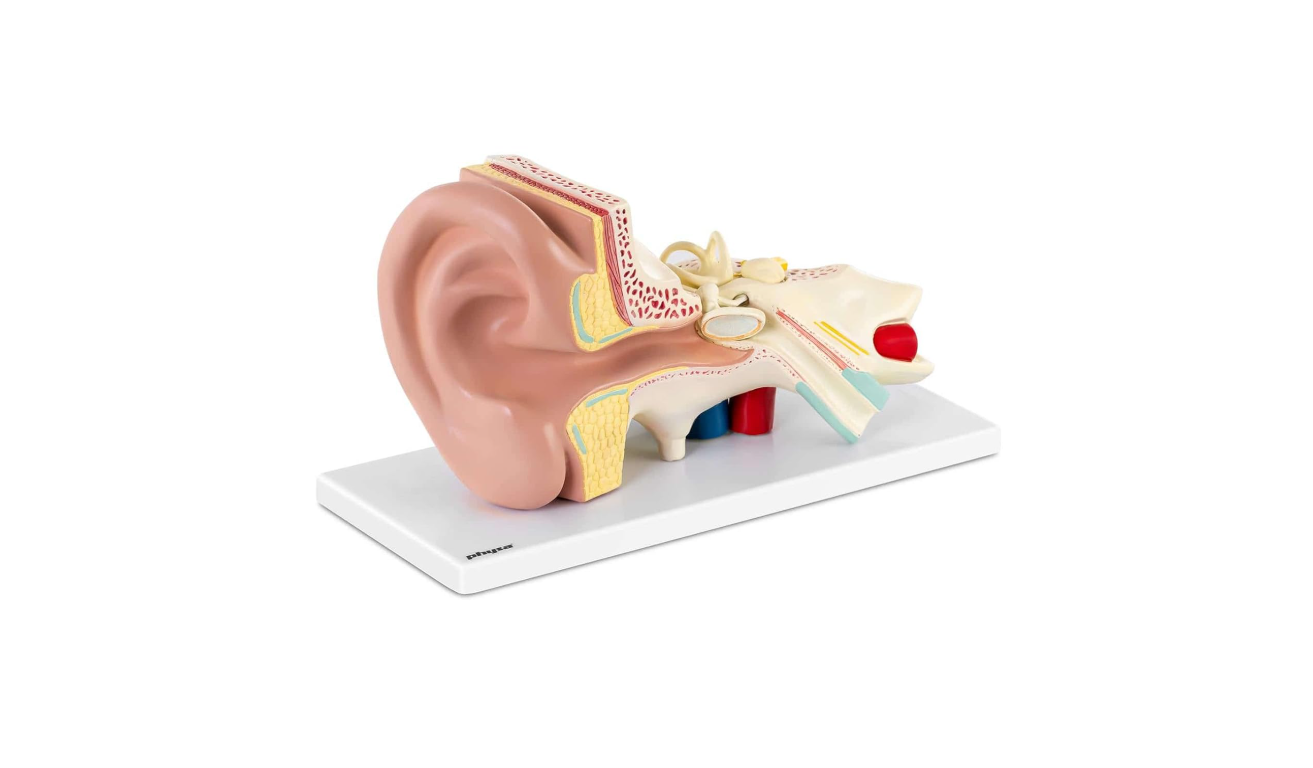 MANNEQUIN OREILLE HUMAINE