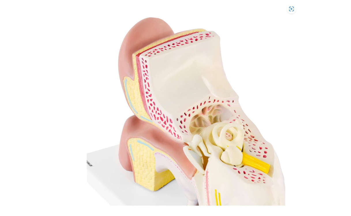 MANNEQUIN OREILLE HUMAINE – Image 2