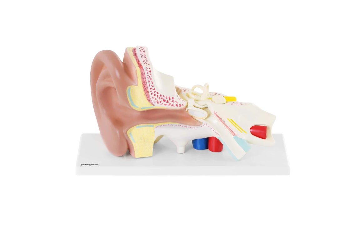 MANNEQUIN OREILLE HUMAINE – Image 4