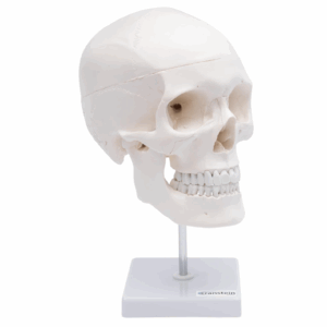 MANNEQUIN CRANE - MODELE ANATOMIQUE DU CRANE