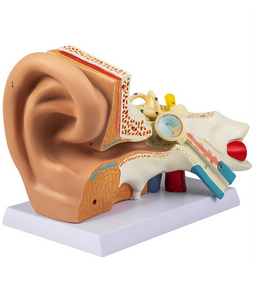 MANNEQUIN OREILLE-CONDUIT AUDITIF