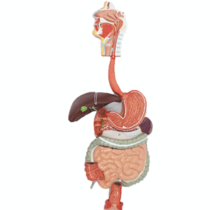 MANNEQUIN APPAREIL DIGESTIF