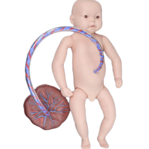 MANNEQUIN BEBE AVEC OU SANS CORDON OMBILICALE