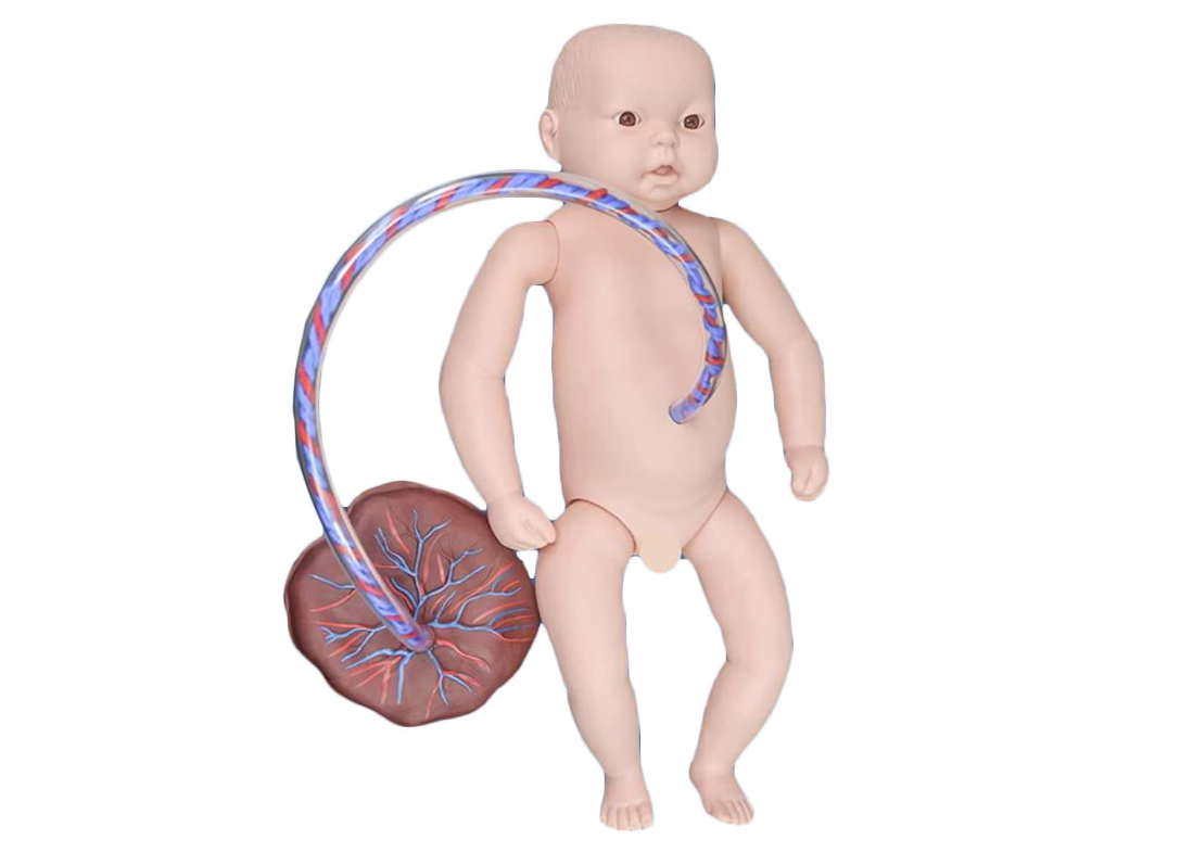 MANNEQUIN BEBE AVEC OU SANS CORDON OMBILICALE – Image 2